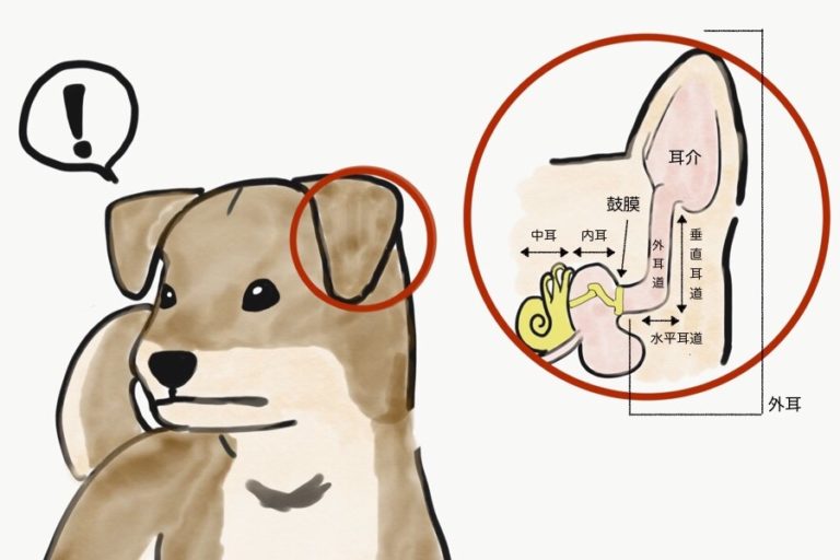 犬の耳の掃除方法