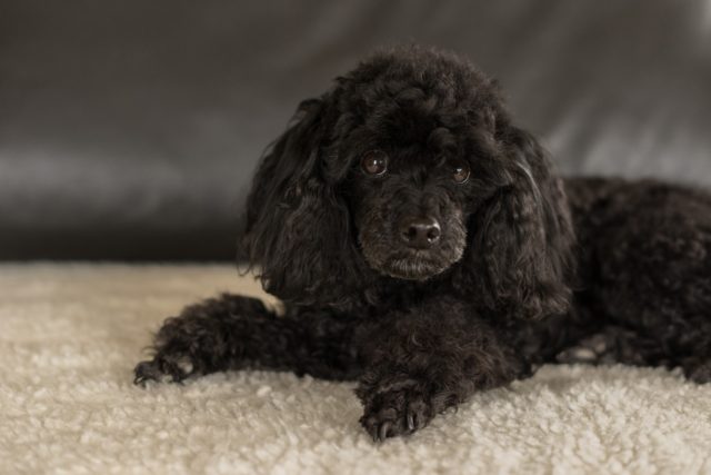 トイプードルの黒の性格は 黒は珍しいの 特徴と飼い方の注意点とは 愛犬お手入れクラブ
